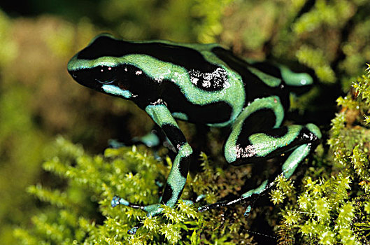 绿色,黑色,毒物,青蛙,尼加拉瓜
