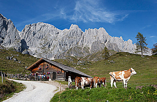 山区木屋,牛,萨尔茨堡州,奥地利,欧洲