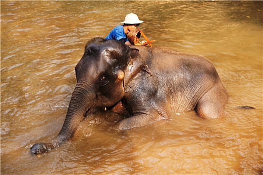 大象,露营,泰国