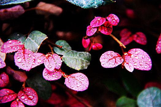 雨后露珠红叶