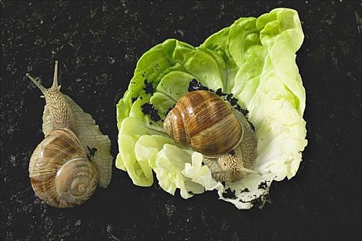 两个,生活方式,蜗牛,莴苣叶,土地