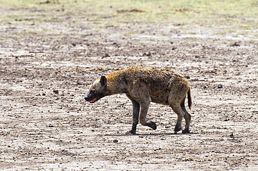 坦桑尼亚,恩戈罗恩戈罗火山口,斑点,鬣狗