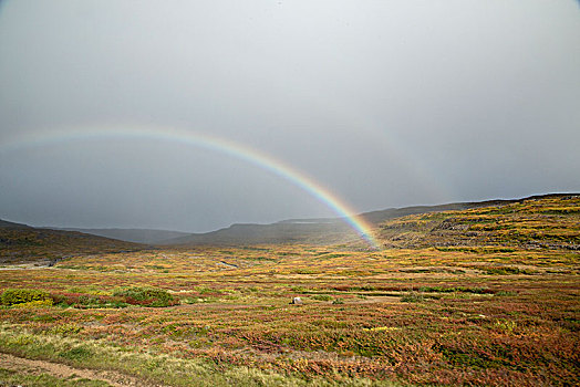 冰岛,北方,秋天,荒野,一对,彩虹,秋色,云,雨