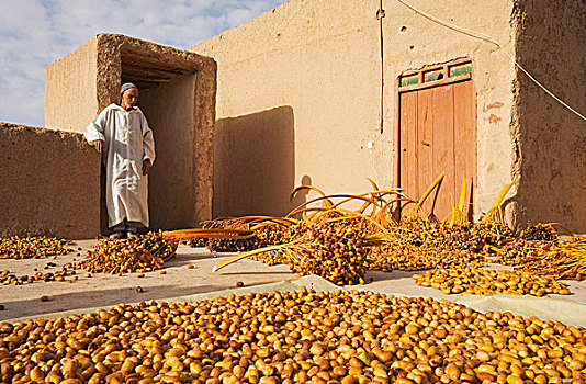 收获,枣,屋顶,梯田,海枣,东南部,摩洛哥