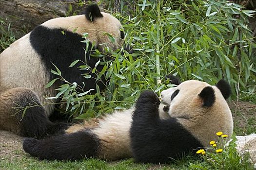 大熊猫,熊,动物园,维也纳