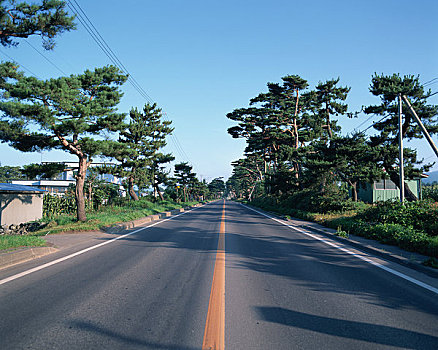 日本,红色,松树,树林