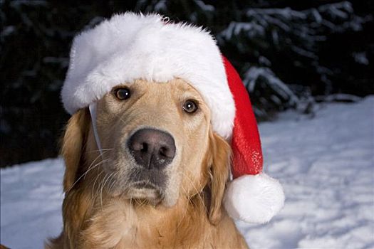 金毛猎犬,狗,户外,穿,圣诞帽,雪中,本垒打,阿拉斯加,肯奈半岛,冬天