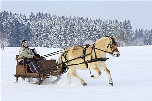 雪撬,骑,挪威,马