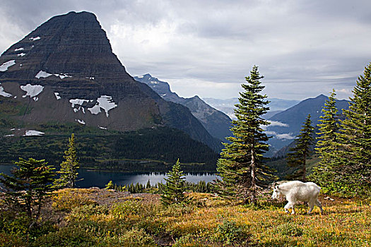 石山羊,雪羊,阿尔卑斯草甸,冰川国家公园,蒙大拿
