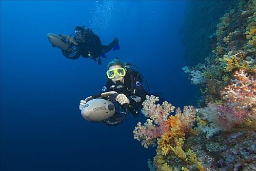 密克罗尼西亚,水下,彩色,软珊瑚