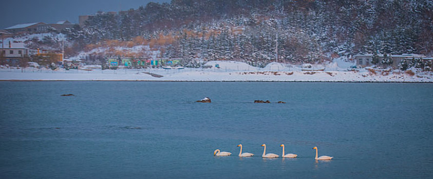 山东威海俚岛镇烟墩角拍摄的冬天雪地天鹅湖风景