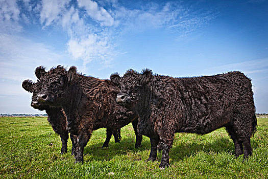三个,牛,草场,石荷州,德国,欧洲