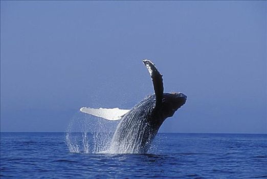 阿拉斯加,驼背鲸,鲸跃