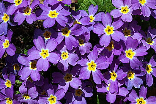 紫色,樱草花,德国,欧洲