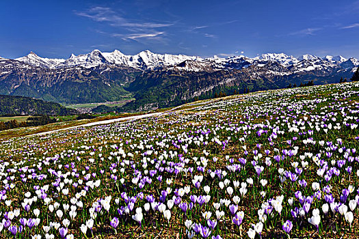 藏红花,草地,高处,因特拉肯,靠近,雪冠,伯尔尼阿尔卑斯山,艾格尔峰,少女峰,伯恩高地,伯恩,瑞士,欧洲