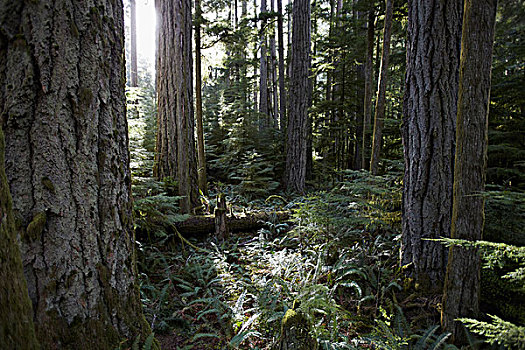 省立公园,温哥华岛,不列颠哥伦比亚省,加拿大