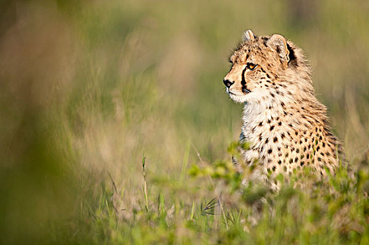 印度豹,猎豹,幼兽,肯尼亚