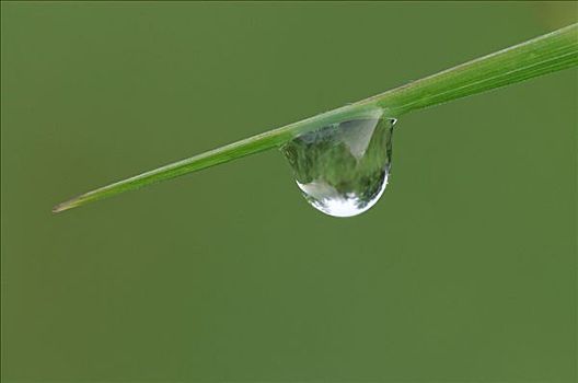 水滴,草叶