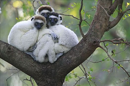 维氏冕狐猴,三个,簇拥,脆弱,贝伦提私人保护区,马达加斯加
