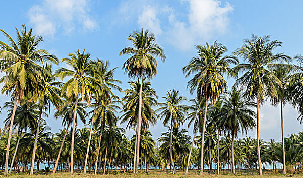 椰树,种植园,泰国
