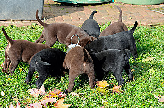 黑色,褐色,拉布拉多,狗,小狗,吃