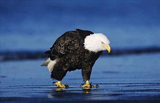白头鹰,海雕属,雕,成年,走,海滩,本垒打,阿拉斯加,美国