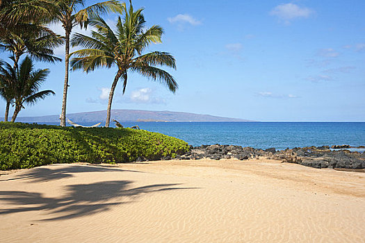 棕榈树,海滩,莫洛基尼岛,卡胡拉威,球衣,毛伊岛,夏威夷,美国