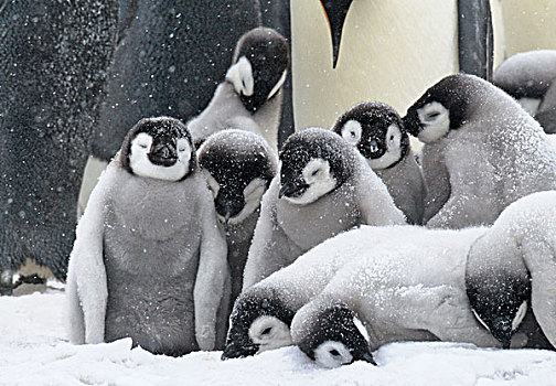 帝企鹅,父母,暴风雪,雪丘岛,南极