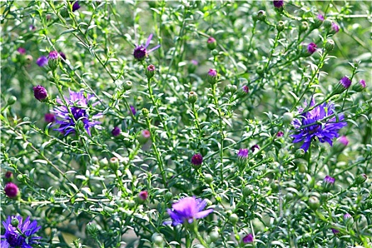 花,蓝色,小,漂亮,紫苑属