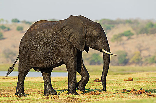 非洲象,女性,湿,皮肤,穿过,乔贝,河,乔贝国家公园,博茨瓦纳,非洲