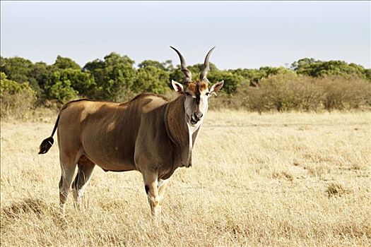 大羚羊,马赛马拉国家保护区,肯尼亚,侧面
