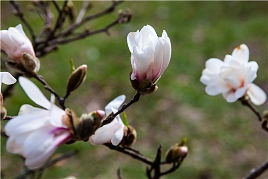 白花,木兰,树,早春
