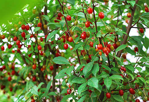 小檗属,灌木,红色浆果,绿叶