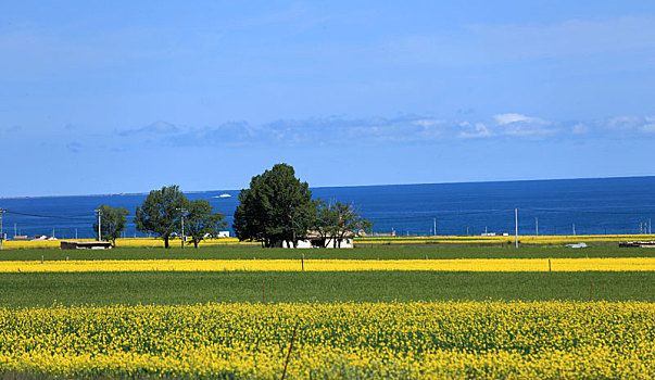 青海湖岸油菜花