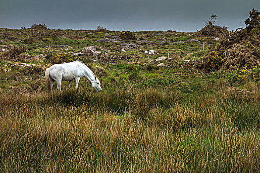 白色,小马,放牧,爱尔兰,风景,康纳玛拉,戈尔韦郡