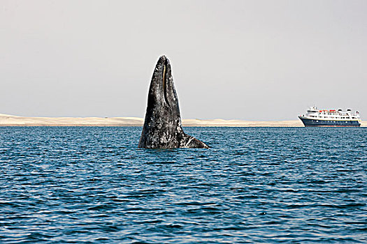 灰鲸,靠近,游船,下加利福尼亚州,墨西哥