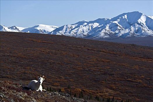 野大白羊,白大角羊,坐,地点,山,背景,德纳里峰国家公园,阿拉斯加,美国