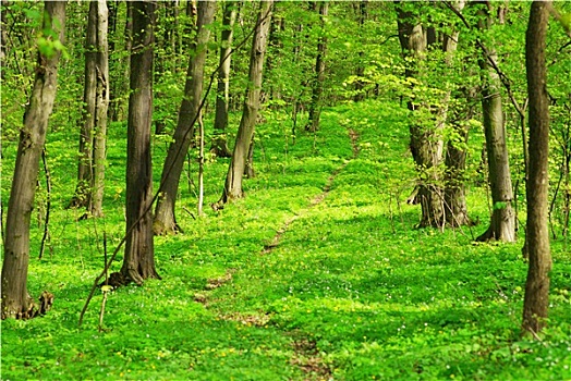 绿色,树林,背景