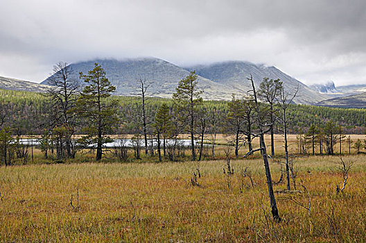 湿地,风景,国家公园,挪威,欧洲