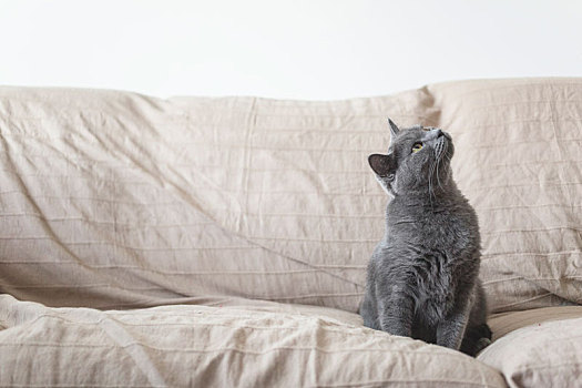 沙发上英国灰色短毛猫