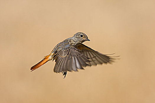 黑色,橙尾鸲莺,幼小,飞行,西班牙,欧洲