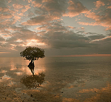 芒果,树,浅水,日落,佛罗里达礁岛群,美国