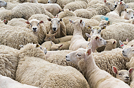 剪羊毛,设得兰群岛,绵羊,围场,传统,北方,岛,苏格兰,大幅,尺寸