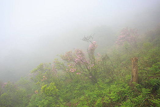 山,映山红,杜鹃,花,春天,春色,雾,朦胧,氤氲,树枝,柔美,梦幻