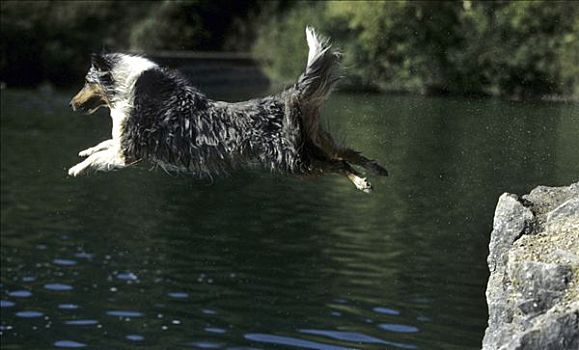 设得兰牧羊犬,跳跃,河