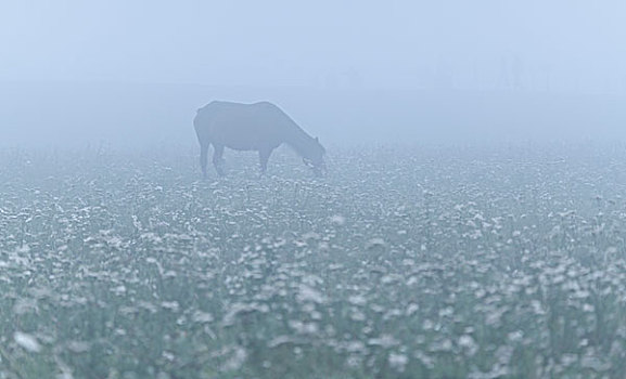 雾中野马