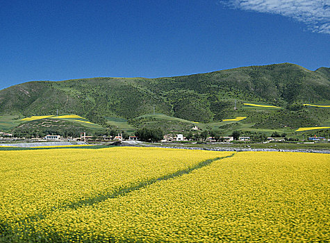 门源油菜花基地景观