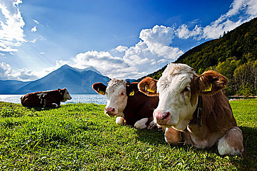 年轻,母牛,背景,瓦尔幸湖