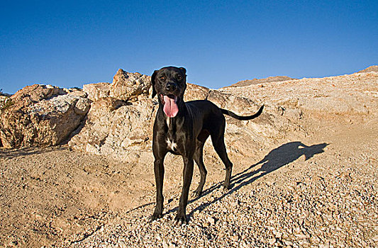 黑色,德国短毛指示犬,站立,岩石,山