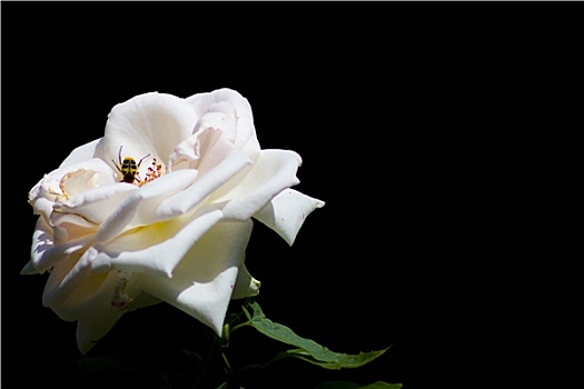 昆虫,白色蔷薇